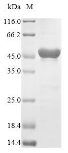 CSB-EP018688HU