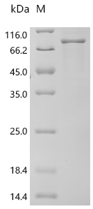 CSB-EP019284HUc7