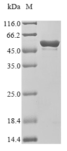 CSB-EP020592HU