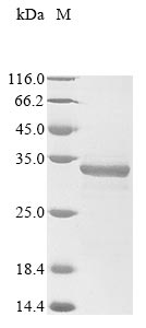 CSB-EP021369HU