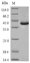 CSB-EP022567HU
