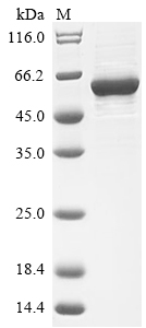 CSB-EP022650HU