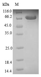 CSB-EP614990HUc0