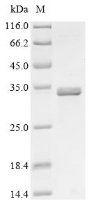 CSB-EP681506HU1