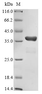 CSB-EP838805HU1