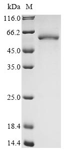 CSB-EP839321HU