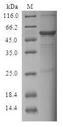 CSB-EP842636HU
