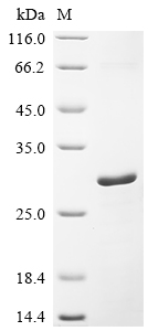 CSB-EP851547HU1