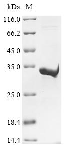 CSB-EP852881HU