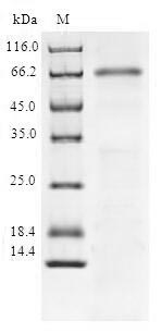 CSB-EP854057HU