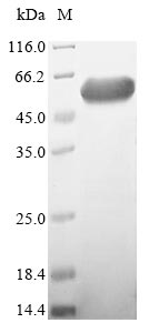 CSB-EP854117HU