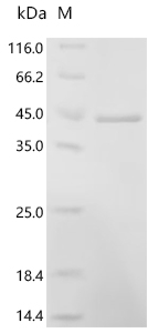 CSB-EP859103HU