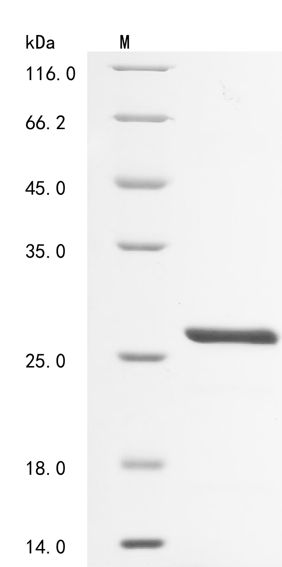 CSB-EP875720HU1a0