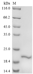 CSB-EP882142HU1