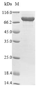 CSB-EP890757HU