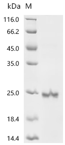 CSB-EP892325HU1