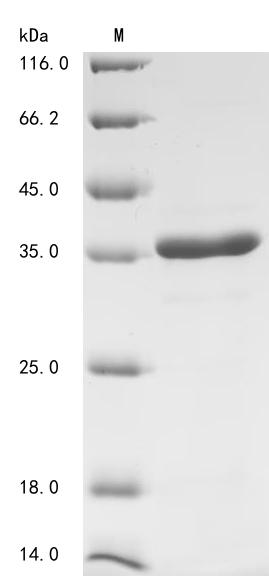 CSB-EP897314HU(F3)