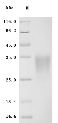CSB-MP001260MO1