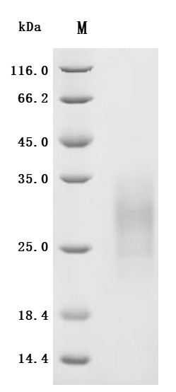 CSB-MP002061HU1