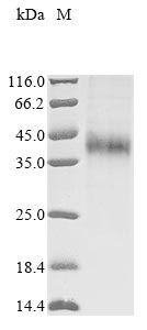 CSB-MP002207RA1
