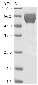 CSB-MP004913HU1