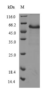 CSB-MP004936HU1