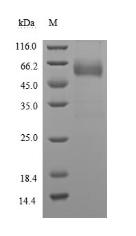 CSB-MP004940HU