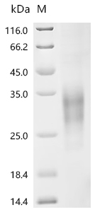 CSB-MP004958HU1
