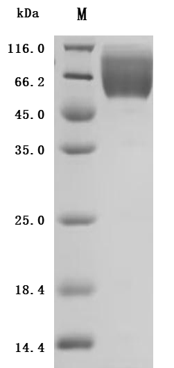 CSB-MP005157HU-B