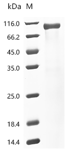 CSB-MP006046HU