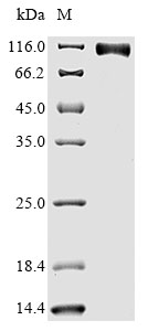 CSB-MP007479HU