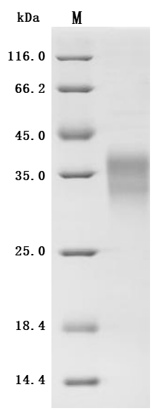 CSB-MP007743HU