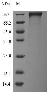 CSB-MP007765HU