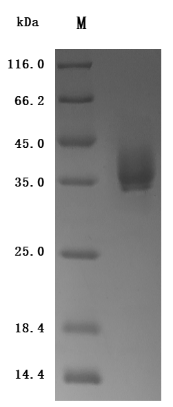 CSB-MP007928HU2