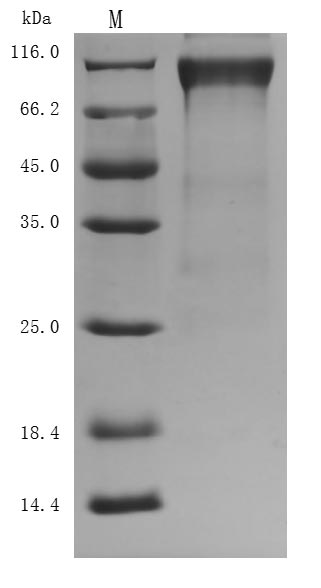 CSB-MP010053HUd9
