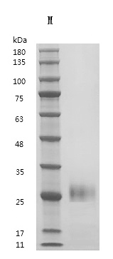 CSB-MP011050HU-WD