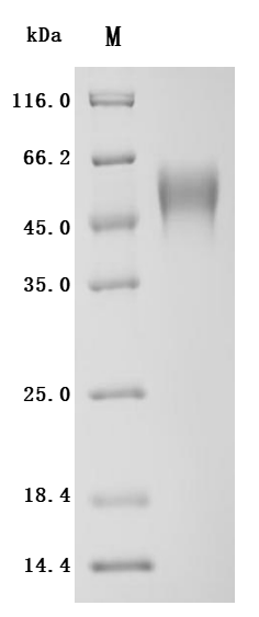 CSB-MP011651HU4