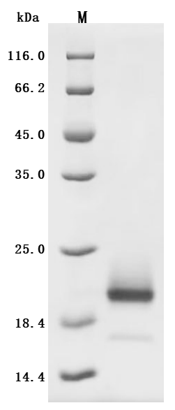 CSB-MP011659HUd7