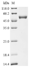 CSB-MP011875HU
