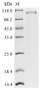 CSB-MP012906HU1