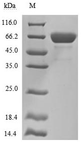 CSB-MP015044HUc9
