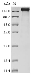 CSB-MP016209HU