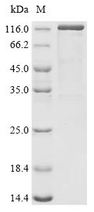 CSB-MP019065HU