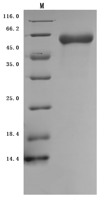 CSB-MP020067HU1d7