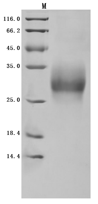 CSB-MP023984HU1