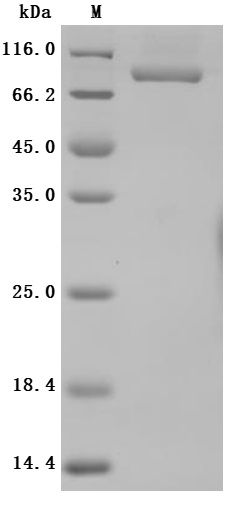 CSB-MP3648HU