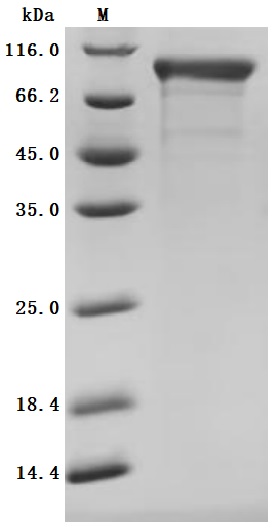 CSB-MP4958MOV SDS-PAGE