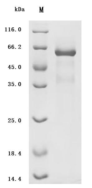 CSB-MP618774HU