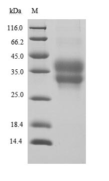 CSB-MP619964HU1