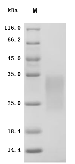 CSB-MP623829HU